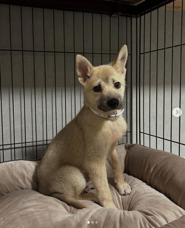 お迎えされたばかりの犬（生後3カ月）