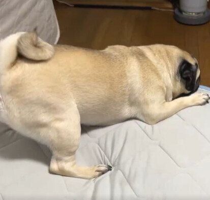 頭を低くするあずきちゃん