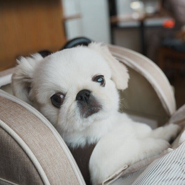 つぶらな瞳のぬん坊くん