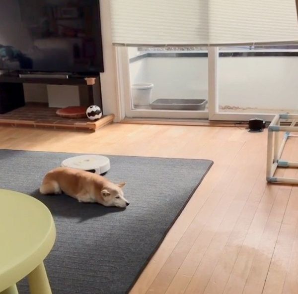 柴犬のリリコちゃん