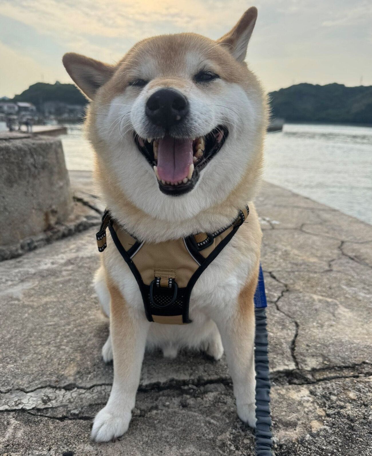 楽しそうに散歩するおもちくん