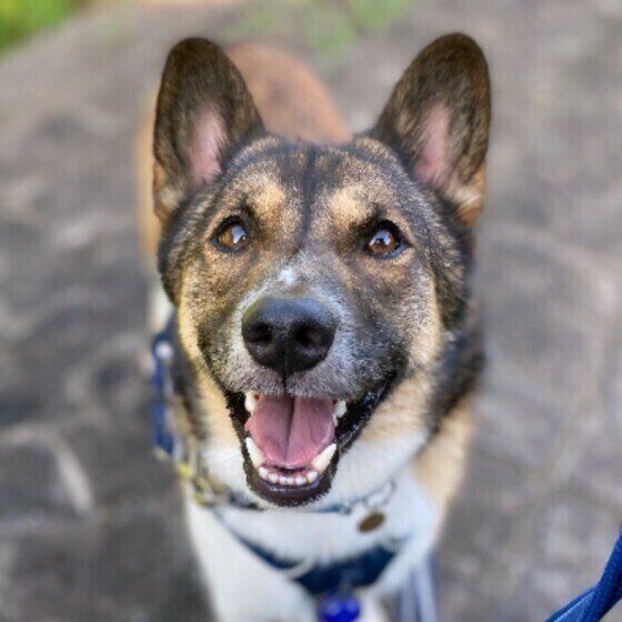 笑顔が可愛い犬