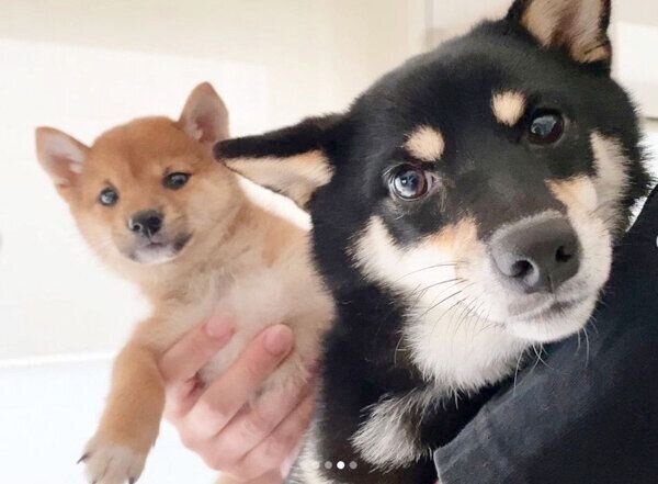 見つめるあさちゃん、のんちゃん