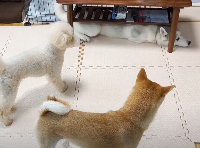 ローテーブルの下に飛び込んだハスキー