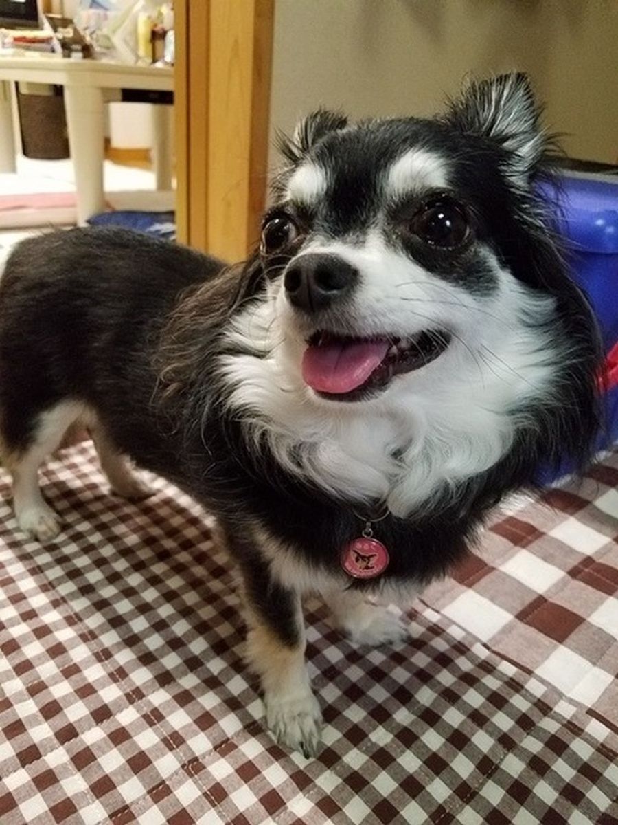 アンケート結果 チワワブラック タンの飼いやすさと他の色との性格の違い いぬのきもちweb Magazine アンケート結果 チワワブラック タンの飼いやすさと他の色との性格の違い いぬのきもちweb Magazine