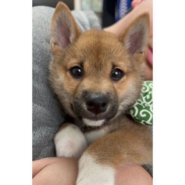 生後3カ月のころに撮影したこてつくん