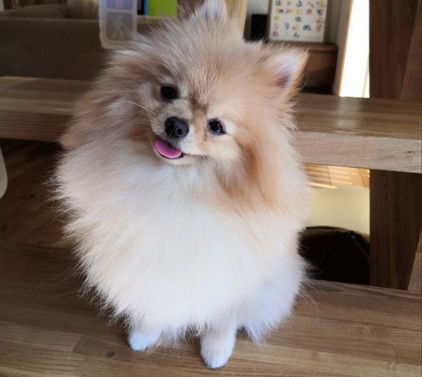 シャンプー後のぽぽちゃん