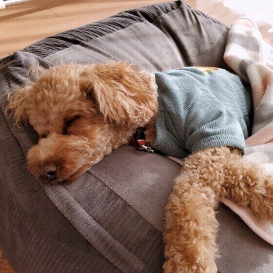 愛犬のベッドや敷物は洗っている？ 犬の寝床のお手入れ方法とは いぬのきもち