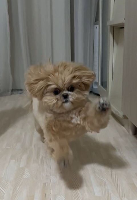 別の日のキアヌちゃんの様子 この日も名前を呼んだら全力で駆けつけてくれたのだとか