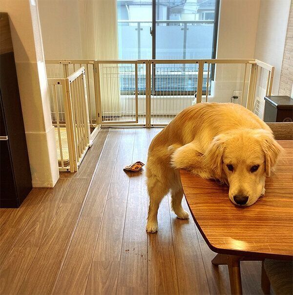 テーブルの上に上半身を乗せるぽち丸くん