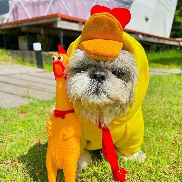 シーズー犬マンガてんぽshihtzu