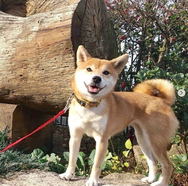 お散歩を楽しむフクコちゃん