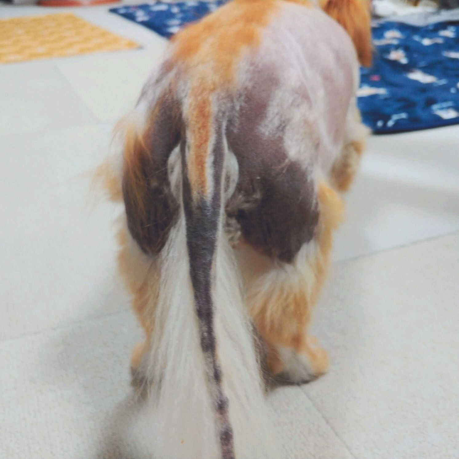 しっぽの脱毛はよく見られる症状のひとつ。左右対称に脱毛が起こります