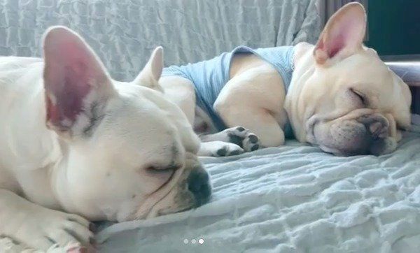 仲良く眠るフレンチ・ブルドッグ家族