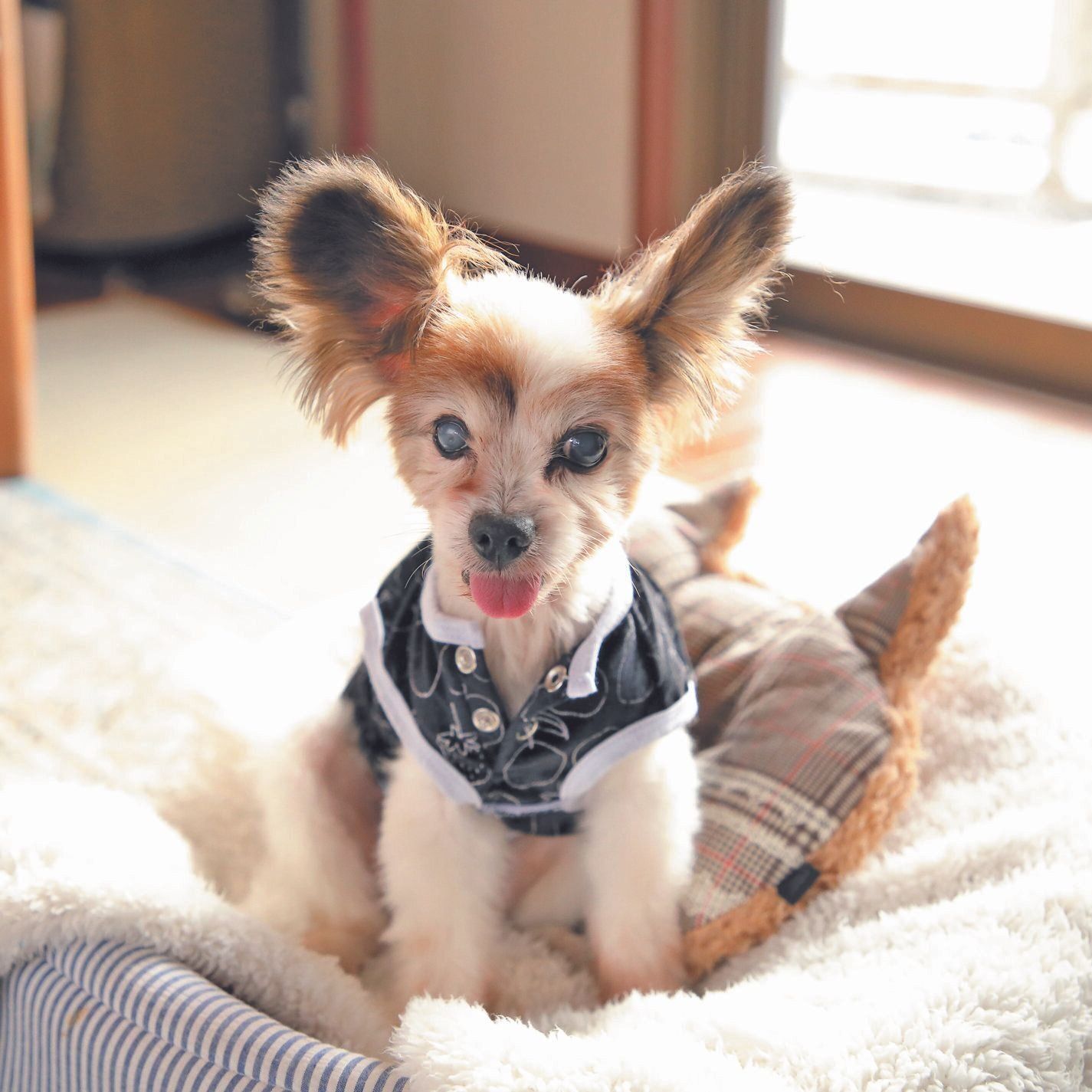 松ケンくん（オス・16才／2.0kg／パピヨン／クールでマイペース）