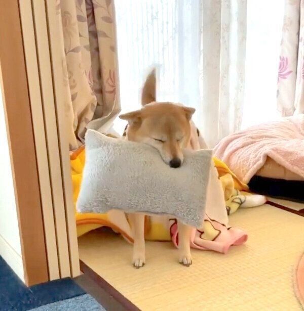 お出迎えするももちゃん