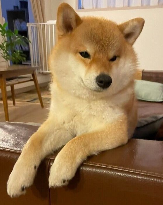 ソファでごはんを待つマヤちゃん