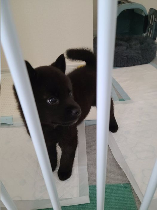 生後2カ月の甲斐犬