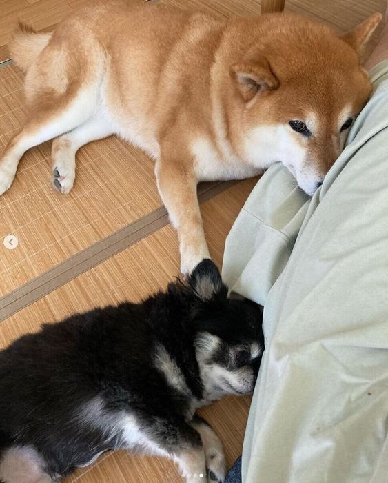 ゴロンと横になるすずちゃんとミニちゃん