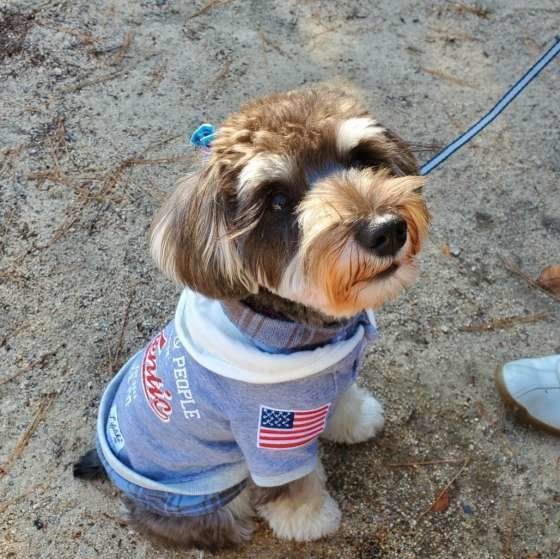 お散歩するミニチュア・シュナウザー