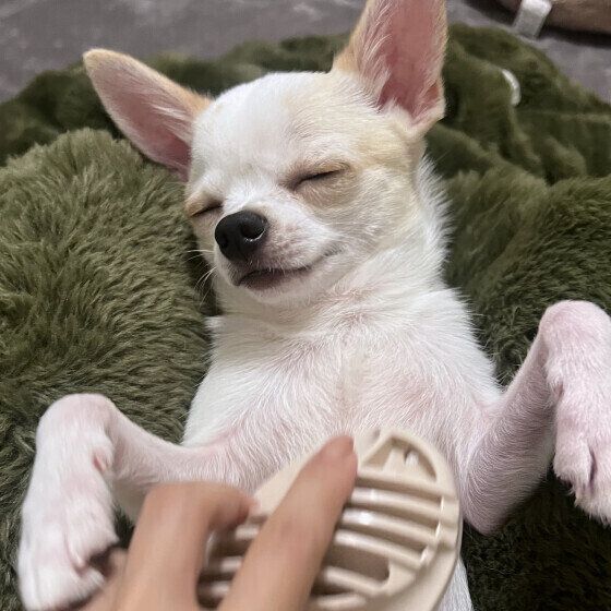 ブラッシング中に眠くなっちゃったよ