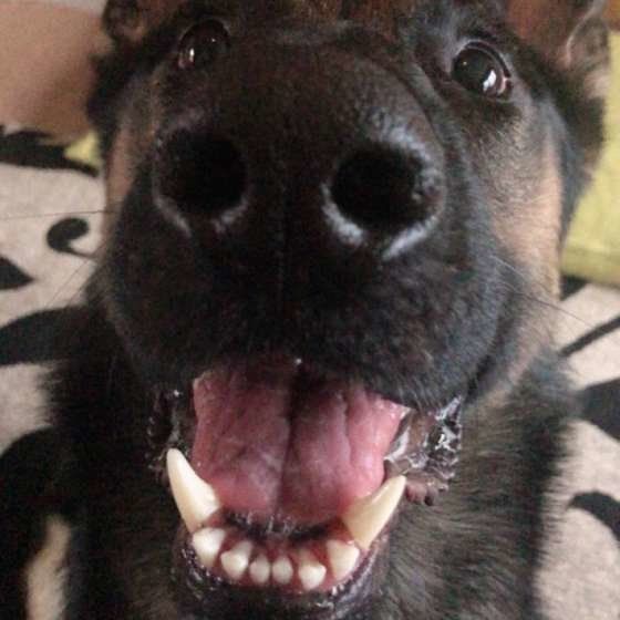 ジャーマン・シェパード・ドッグのジェットくん