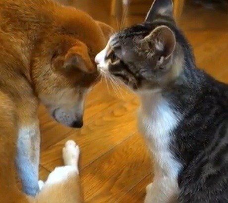 毛づくろいしてもらう柴犬ひかりちゃん