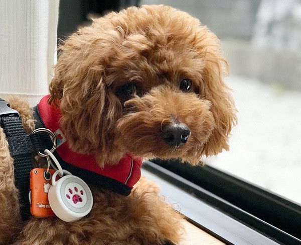 見つめるトイ・プードル