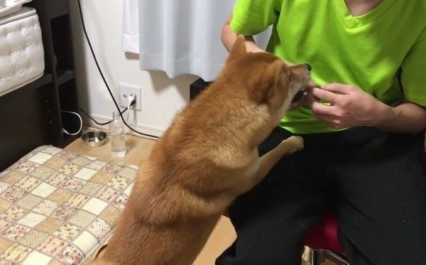 かまってほしい柴犬