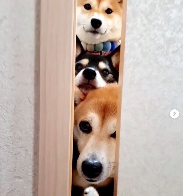 ちゅ〜るを食べたいモカちゃん・アンちゃん・サラちゃん