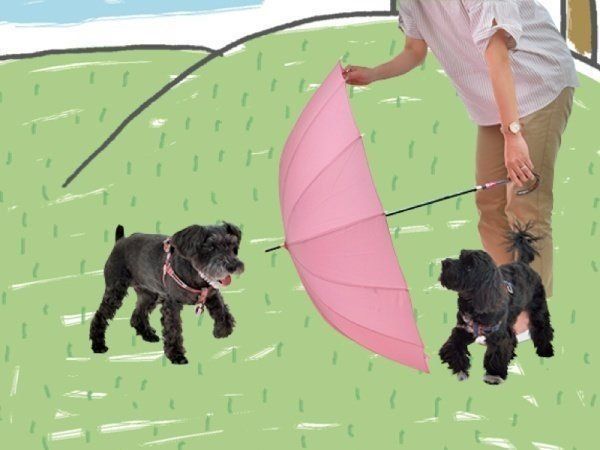 手をつけられない犬の興奮を止めるには いぬのきもちweb Magazine