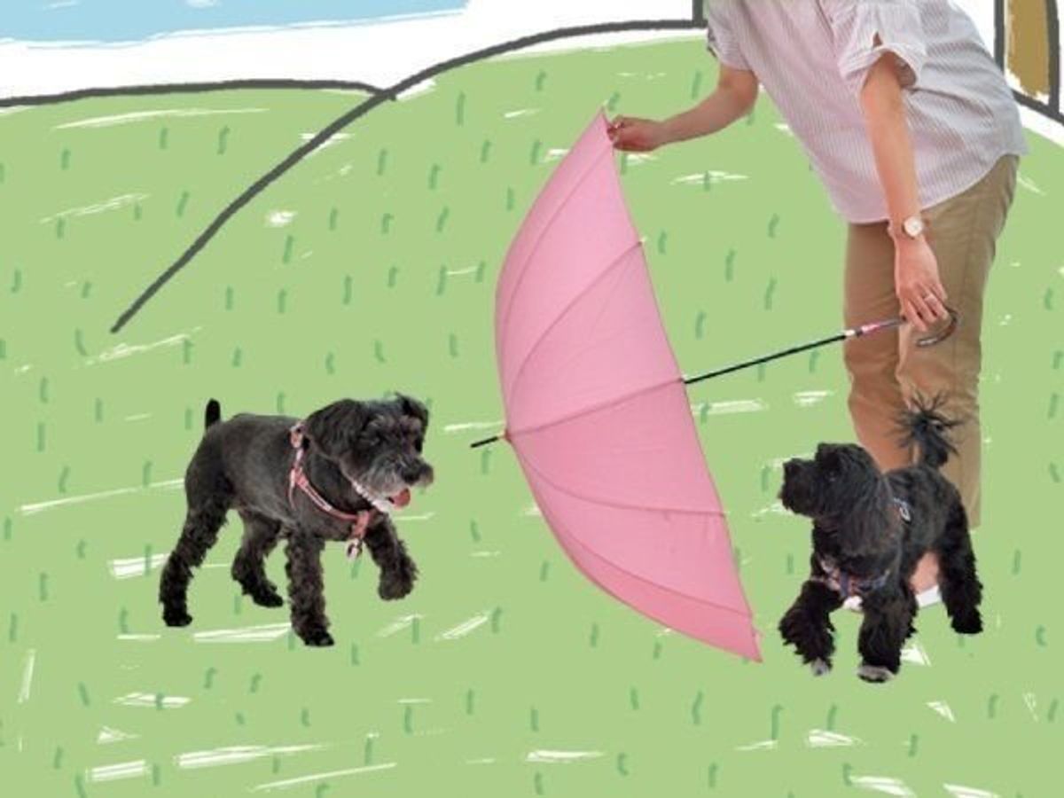 手をつけられない犬の興奮を止めるには いぬのきもちweb Magazine 手をつけられない犬の興奮を止めるには いぬのきもちweb Magazine