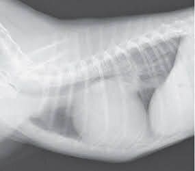 犬の心臓のレントゲン画像
