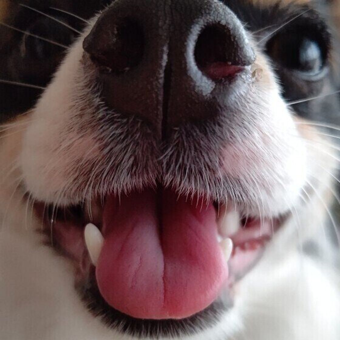 愛犬の健康を守りたい 犬のデンタルケアにまつわるウソ ホント いぬのきもちweb Magazine 愛犬の健康を守りたい 犬のデンタルケアにまつわるウソ ホント いぬのきもちweb Magazine