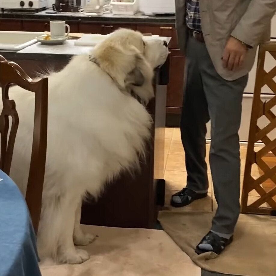 お父さんと出かけるアラン君