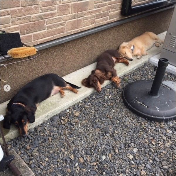 シンクロワンズ