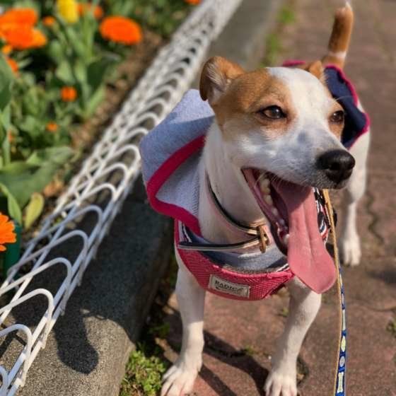 ジャック・ラッセル・テリア