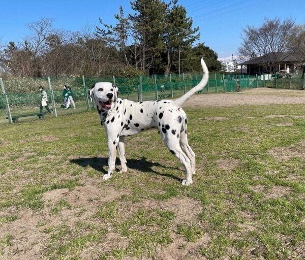 ドッグランを楽しむラヴィくん