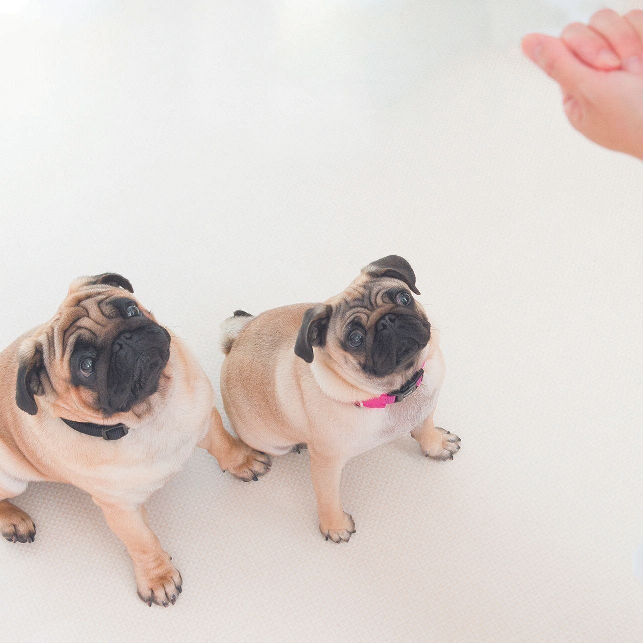 飼い主さんに「いいところを見せたい！」とベストを尽くす動物