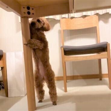 立ち上がるトイプードル