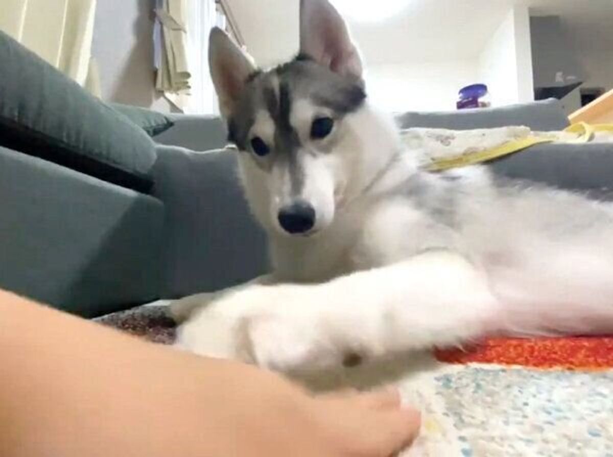 いつまで続くの ハスキーが見せる エンドレスお手 の可愛さがスゴい いぬのきもちweb Magazine いつまで続くの ハスキーが見せる エンドレスお手 の可愛さがスゴい いぬのきもちweb Magazine