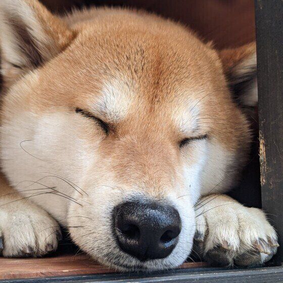 ころくん(柴)