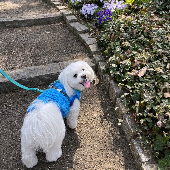 犬が散歩中に急に走り出すとなぜ危険？ 犬が突然走るリスクを獣医師に聞いた いぬのきもち