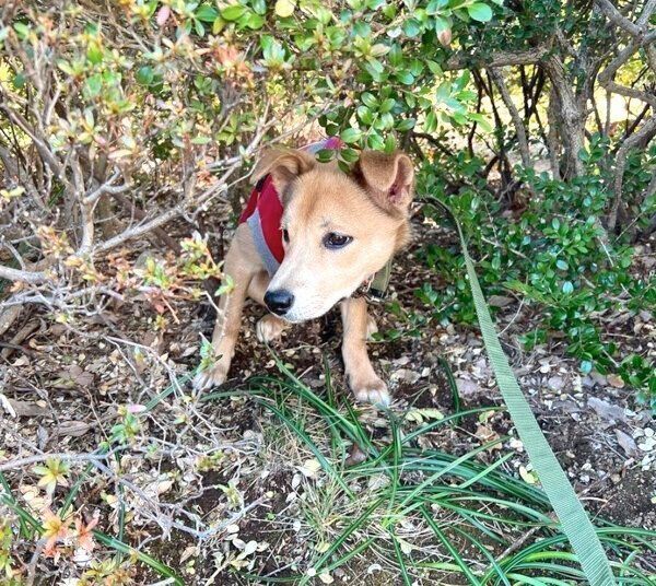 お散歩を始めた頃のさくらちゃん