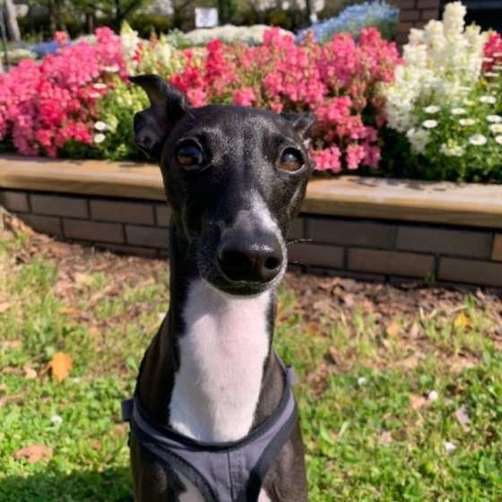 イタリアン・グレーハウンド