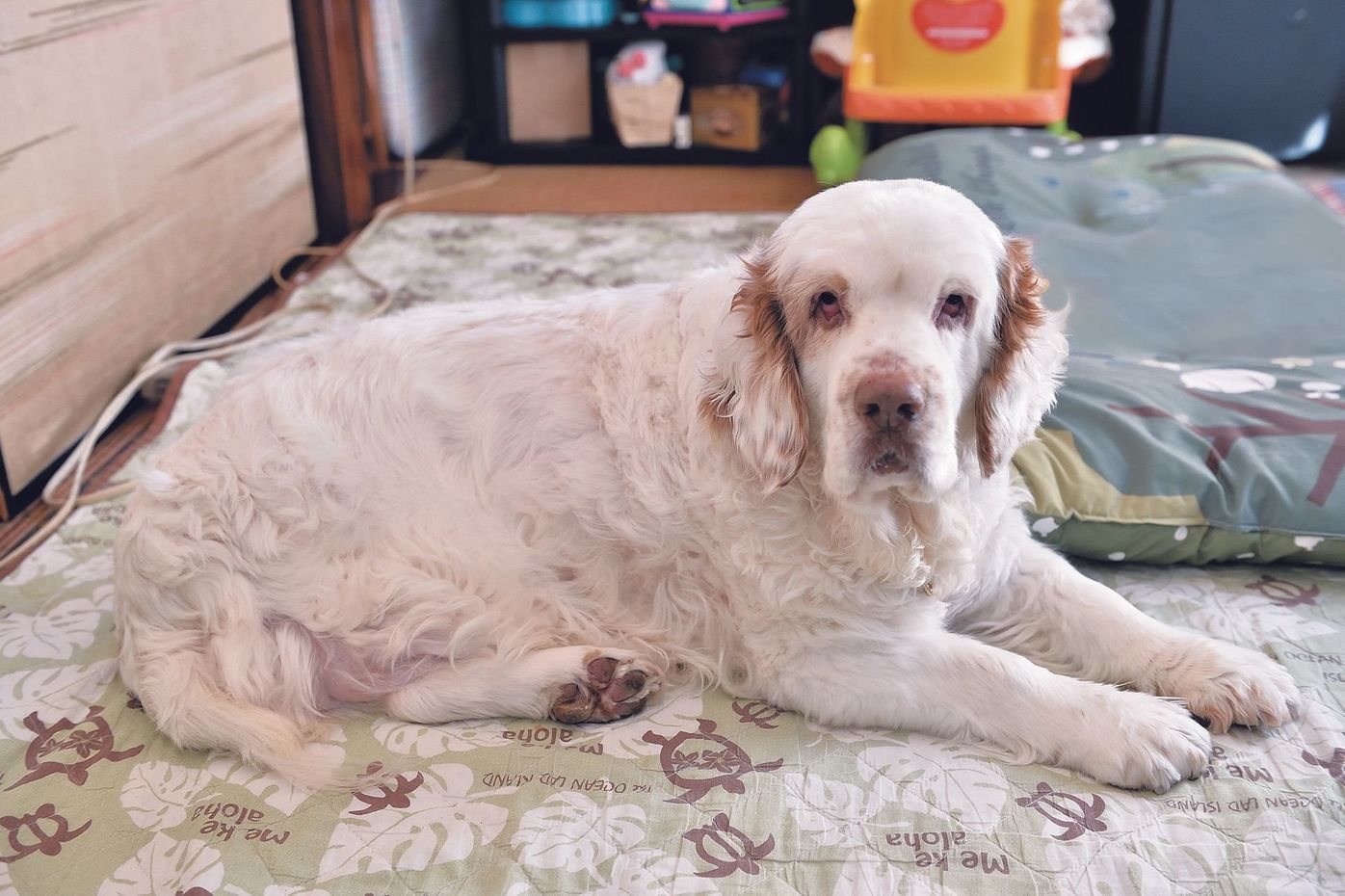 元気だった愛犬に突然の異変 がんで後ろ足を切断した犬のその後 いぬのきもちweb Magazine 元気だった愛犬に突然の異変 がんで後ろ足を切断した犬のその後 いぬのきもちweb Magazine