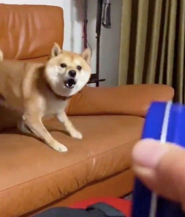 保湿クリームを警戒する豆千代くん