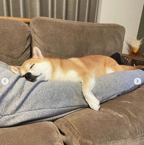 眠るしらすくん