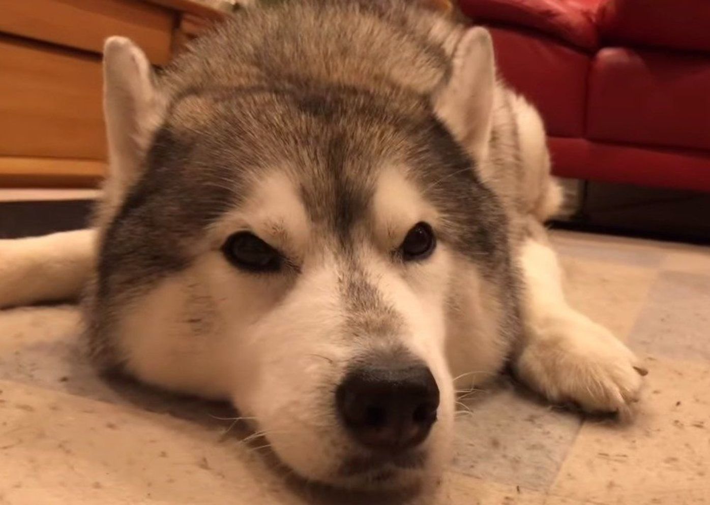 眠たい眠たいハスキー犬 呼ばれてしっぽで返事をするも最後は いぬのきもちweb Magazine 眠たい眠たいハスキー犬 呼ばれてしっぽで返事をするも最後は いぬのきもちweb Magazine