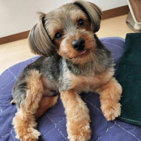 舌が出ているヨークシャー・テリア